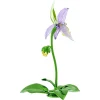 Florere Orchidea Scarpetta di Venere