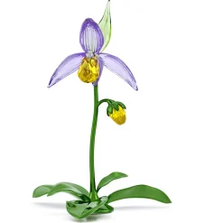 Florere Orchidea Scarpetta di Venere