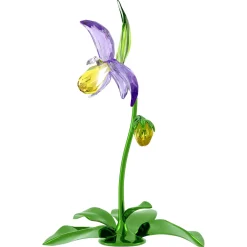 Florere Orchidea Scarpetta di Venere