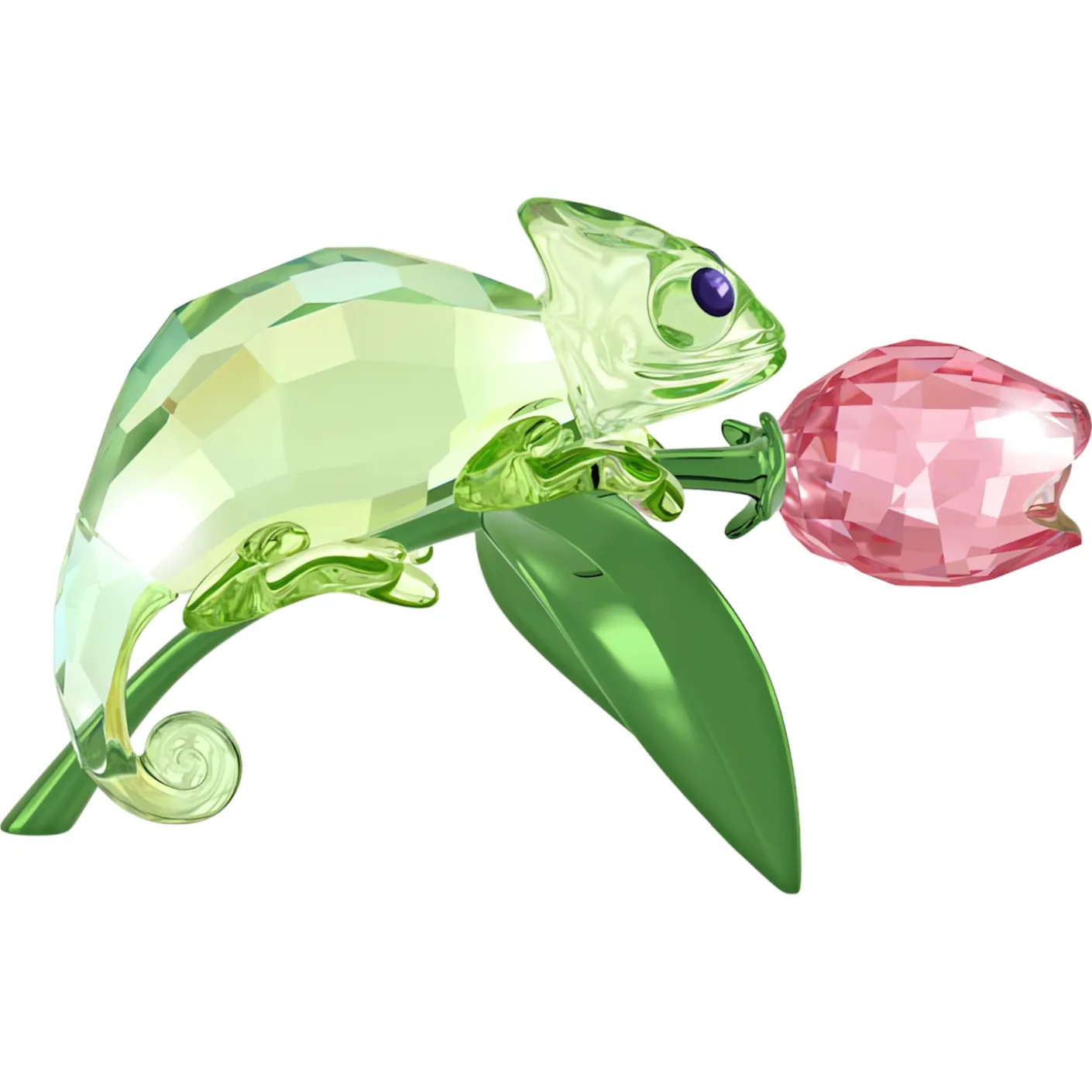 Idyllia Camaleonte e Tulipano