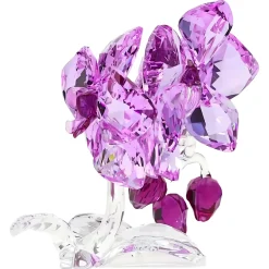 Orchidea