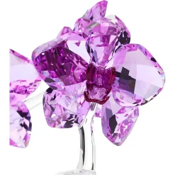 Orchidea