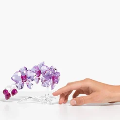 Orchidea