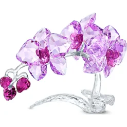Orchidea